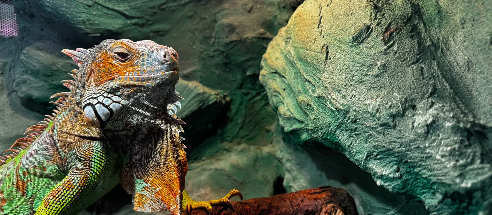 Legwan zielony na konarze w terrarium w sklepie ZOOLAND w Mielcu