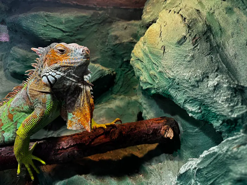 Legwan zielony na konarze w terrarium w sklepie ZOOLAND
